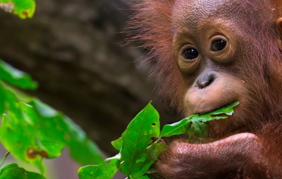 Wild Orangutans in Borneo